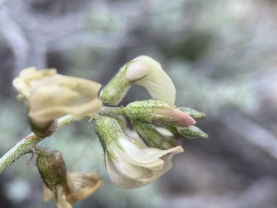 Astragalus toquimanus, photographed by Matt Berger
