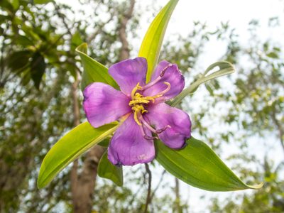 Melastoma saigonense, photographed by Gerard Chartier