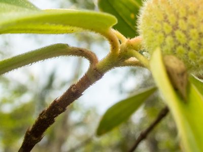 Melastoma saigonense, photographed by Gerard Chartier