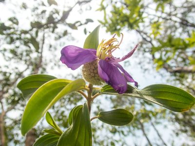 Melastoma saigonense, photographed by Gerard Chartier
