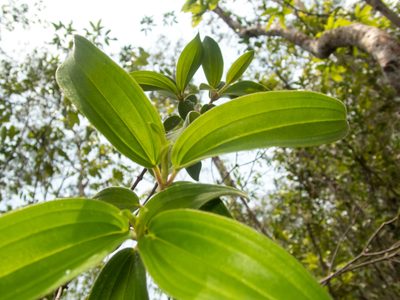 Melastoma saigonense, photographed by Gerard Chartier