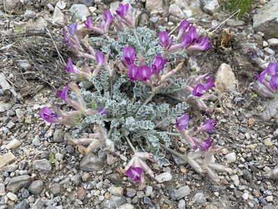 Astragalus utahensis, photographed by Matt Berger