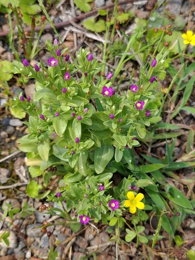 Schenkia japonica, photographed by Lin Scott