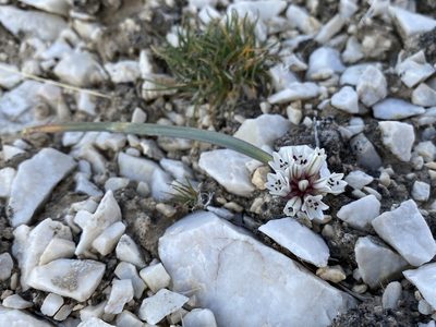 Allium parvum, photographed by Matt Berger