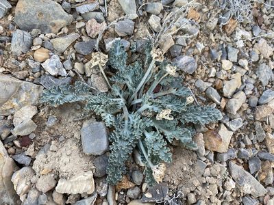 Vesper purpurascens, photographed by Matt Berger