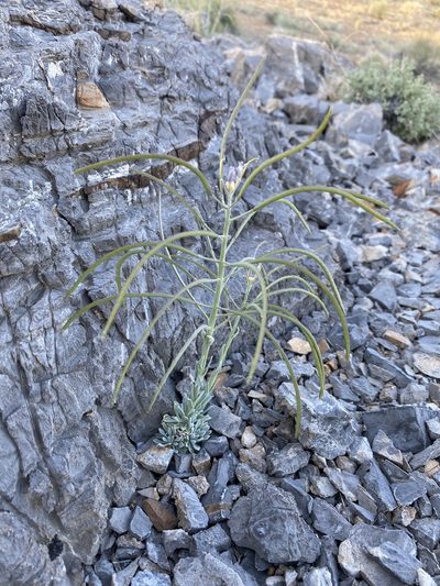 Boechera shockleyi, photographed by Matt Berger