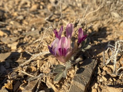 Astragalus newberryi, photographed by Matt Berger