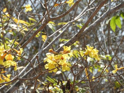 Handroanthus chrysanthus, photographed by Francisco Farriols Sarabia
