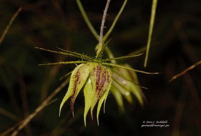 Astrohibiscus caesius, photographed by i_c_riddell