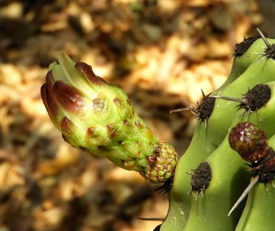 Stenocereus martinezii, photographed by Francisco Farriols Sarabia