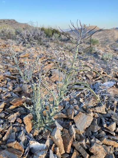 Boechera shockleyi, photographed by Matt Berger