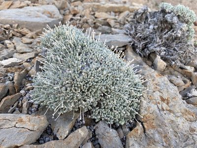 Eriogonum shockleyi, photographed by Matt Berger