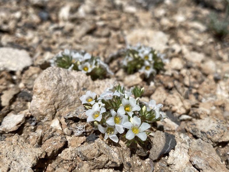 Linanthus demissus, photographed by Matt Berger