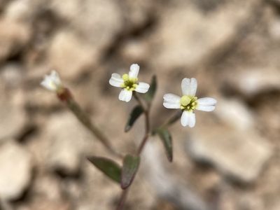 Chylismiella pterosperma, photographed by Matt Berger