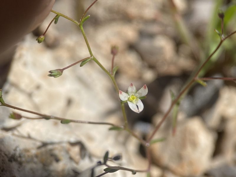 Nemacladus orientalis, photographed by Matt Berger
