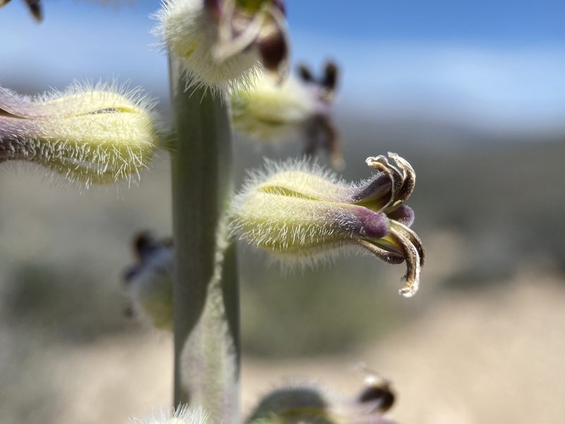 Streptanthus crassicaulis, photographed by Matt Berger