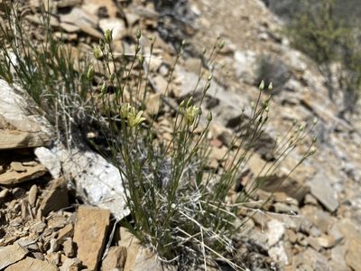 Eremogone macradenia, photographed by Matt Berger