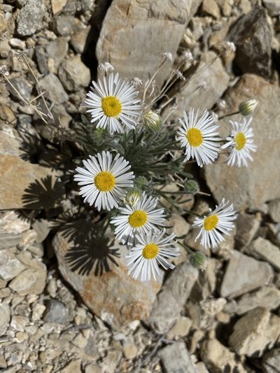 Erigeron concinnus, photographed by Matt Berger