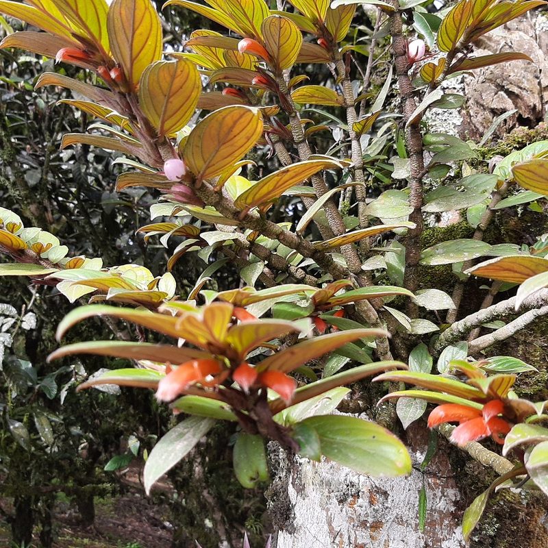 Columnea verecunda, photographed by Arthur de Jesús Chavarría Pérez