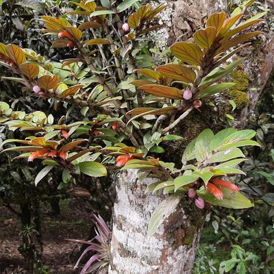 Columnea verecunda, photographed by Arthur de Jesús Chavarría Pérez