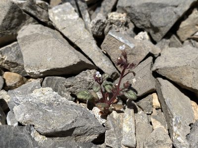 Phacelia barnebyana, photographed by Matt Berger