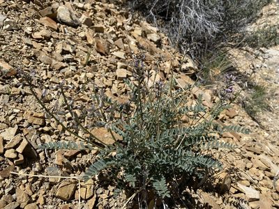 Astragalus minthorniae, photographed by Matt Berger