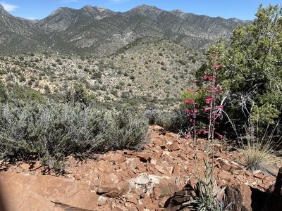 Penstemon utahensis, photographed by Matt Berger