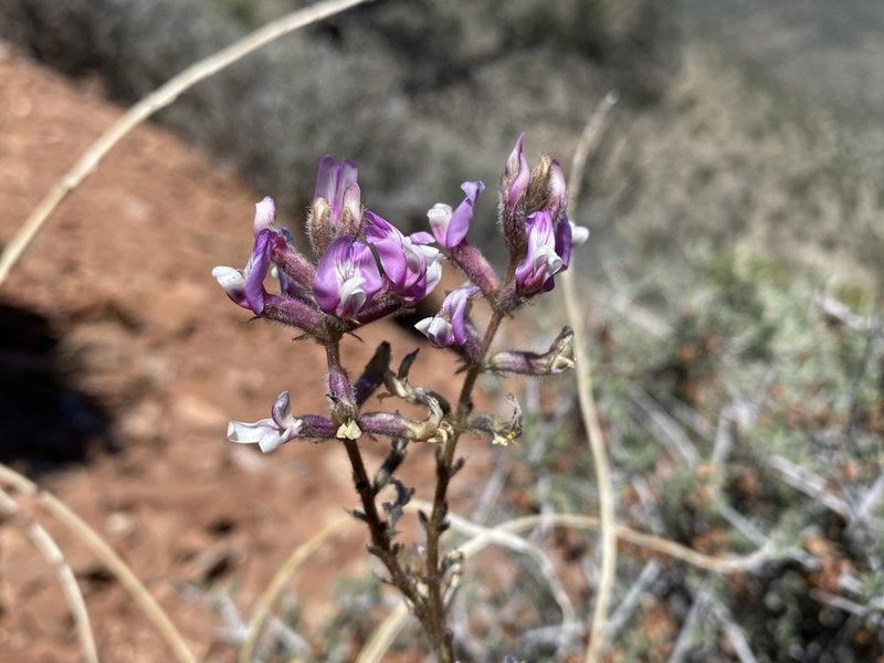 Astragalus minthorniae, photographed by Matt Berger