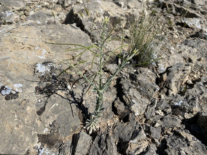 Boechera shockleyi, photographed by Matt Berger