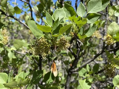 Fraxinus anomala, photographed by Matt Berger