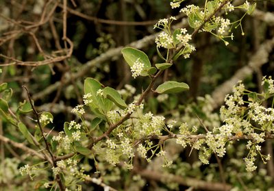 Gymnosporia maranguensis, photographed by Wynand Uys
