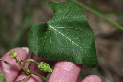 Matelea edwardsensis, photographed by Michelle W. （鍾偉瑋）