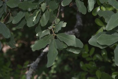 Quercus laceyi, photographed by Michelle W. （鍾偉瑋）