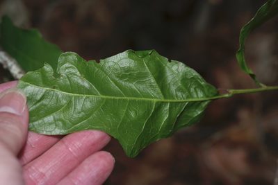 Quercus sinuata, photographed by Michelle W. （鍾偉瑋）