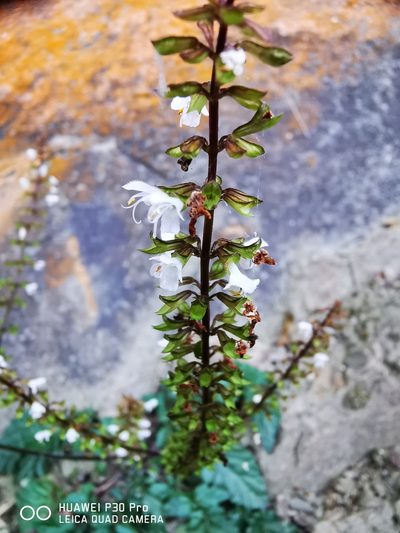 Salvia hayatae, photographed by 慶得江