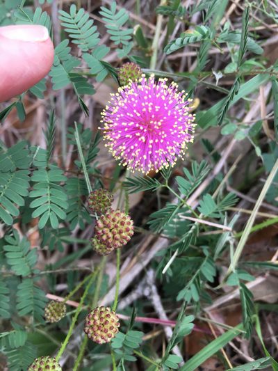 Mimosa latidens, photographed by Mark Wilson