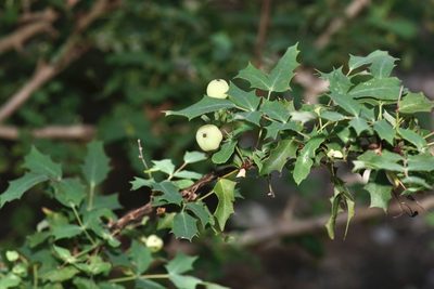 Berberis swaseyi, photographed by Michelle W. （鍾偉瑋）