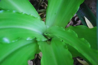 Veltheimia bracteata, photographed by Ian Webb