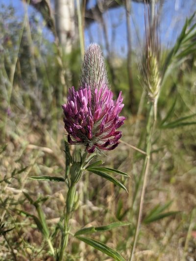 Trifolium purpureum, photographed by George Papademetriou
