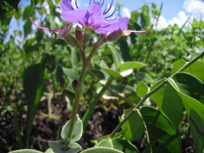 Pleroma clavatum, photographed by Giovanni Marques de Castro
