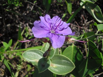 Pleroma clavatum, photographed by Giovanni Marques de Castro
