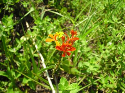 Epidendrum fulgens, photographed by Giovanni Marques de Castro