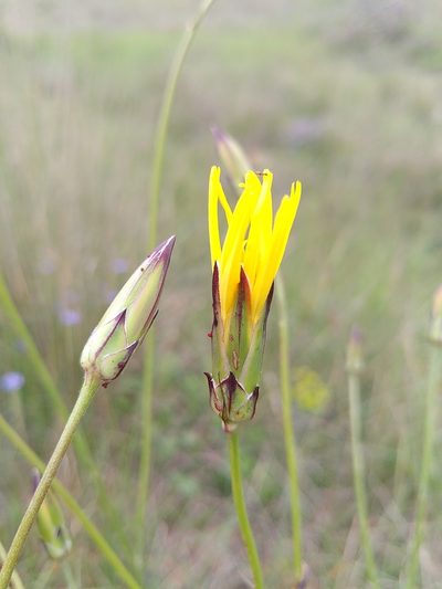 Pseudopodospermum hispanicum, photographed by Yves Bas