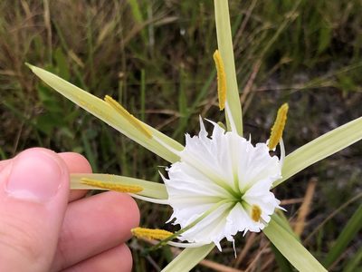 Hymenocallis palmeri, photographed by Marie Hosch