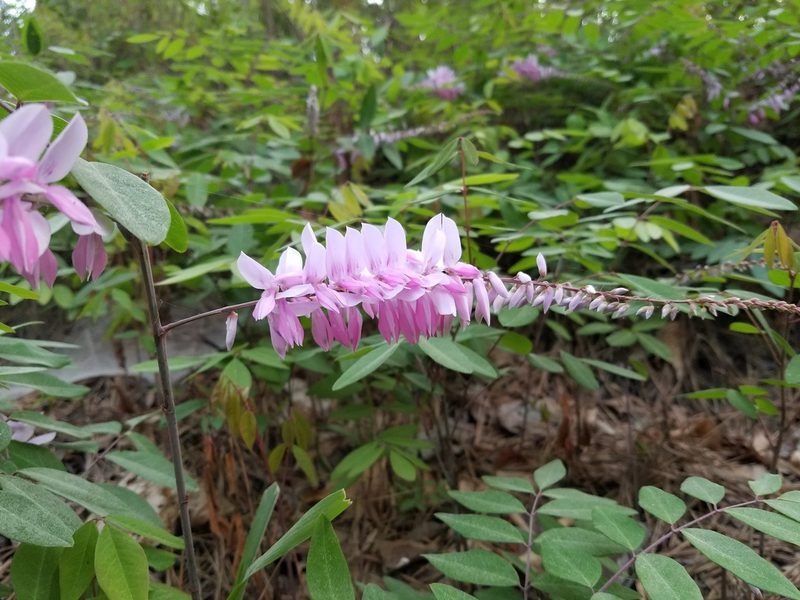 Indigofera decora, photographed by Leila Dasher