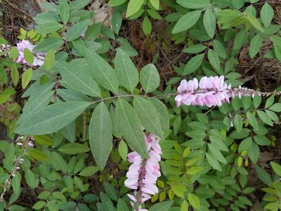 Indigofera decora, photographed by Leila Dasher