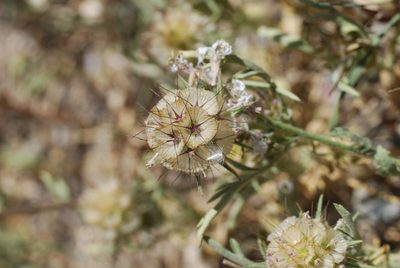 Lomelosia stellata, photographed by Quentin Groom
