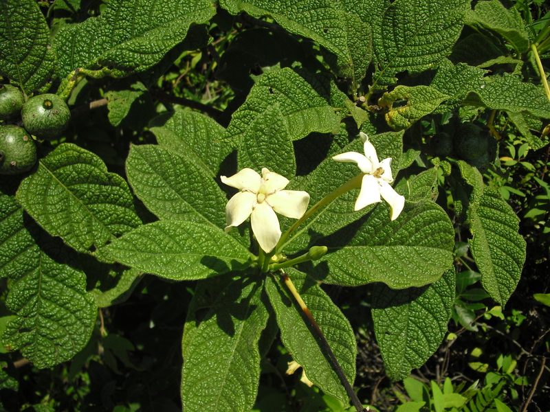 Tocoyena bullata, photographed by Giovanni Marques de Castro