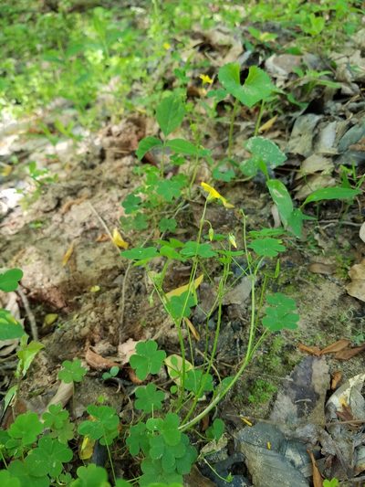 Oxalis florida, photographed by Leila Dasher
