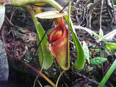 Nepenthes villosa, photographed by Chris Yesson